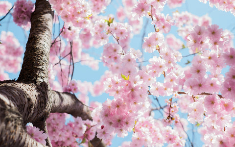 Spring Reset: How to Shed, Bloom & Begin Again